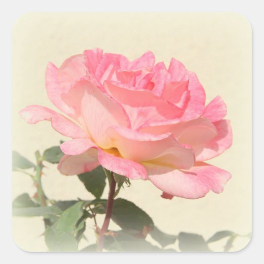 Rosenaufkleber Quadratischer Aufkleber (Vorderseite)