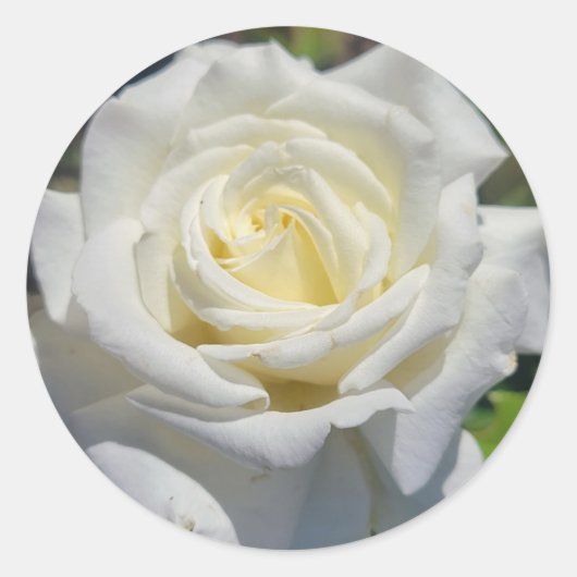 Rosenaufkleber Runder Aufkleber (Vorderseite)