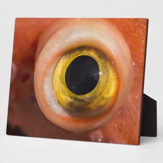 Rosenauge Fotoplatte (Seite)