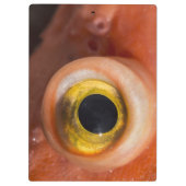 Rosenauge Klemmbrett (Rückseite)