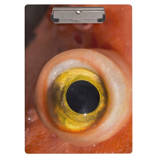 Rosenauge Klemmbrett (Vorderseite)