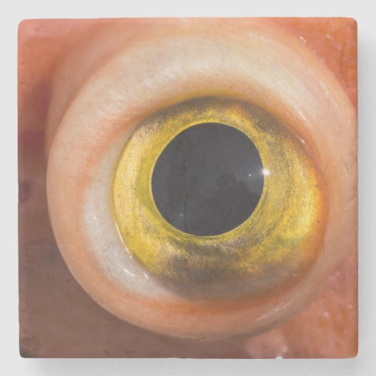 Rosenauge Steinuntersetzer (Vorderseite)