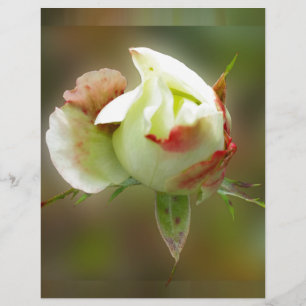 Rosenbläschen