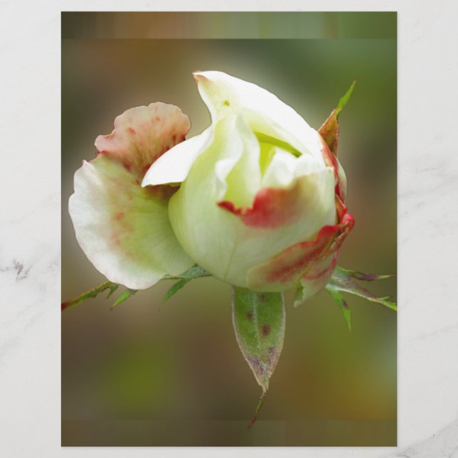 Rosenbläschen (Vorderseite)