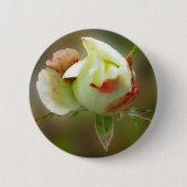 Rosenbläschen Button (Vorderseite)