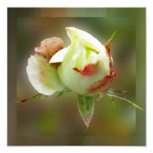 Rosenbläschen Fotodruck