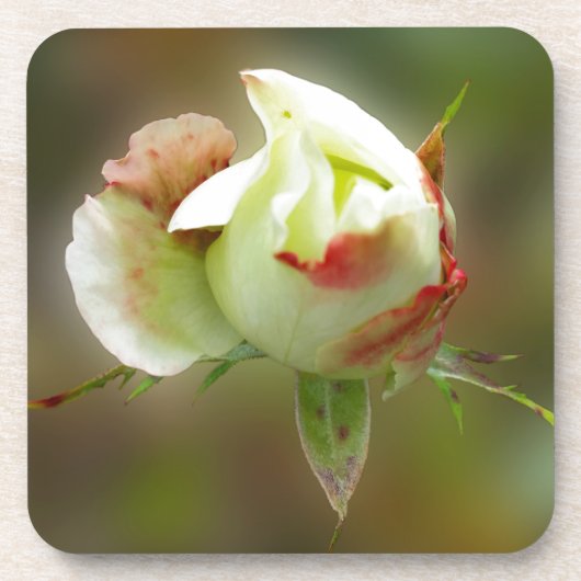 Rosenbläschen Getränkeuntersetzer (Vorderseite)