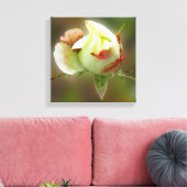 Rosenbläschen Leinwanddruck (Insitu (Wohnzimmer))