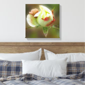 Rosenbläschen Leinwanddruck (Insitu (Schlafzimmer))