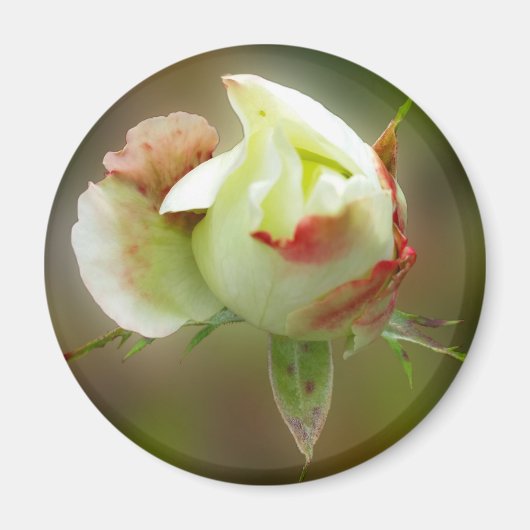 Rosenbläschen Magnet (Vorne)