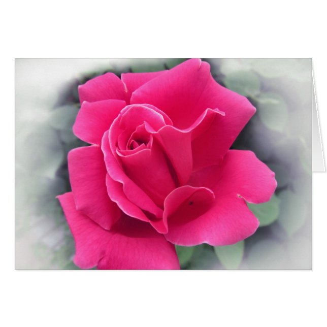 Rosenblätter (Vorderseite (Horizontal))