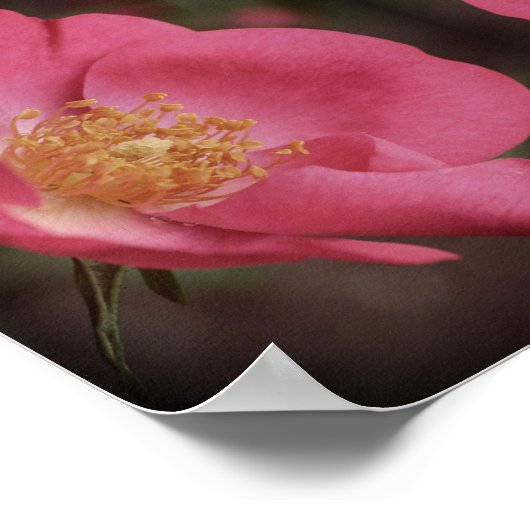 Rosenblättern Abstrakt Vintag Poster (Ecke)