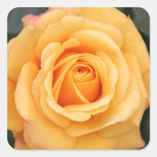 Rosenblumen Blumen Liebe Ehefrau Schatz Paar Quadratischer Aufkleber