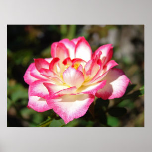 Rosenblumen-Kunstposter gerahmte Leinwand Rosa Blu Poster