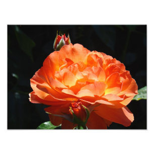 Rosenblumengarten-Fotografie Fine Art Drucke