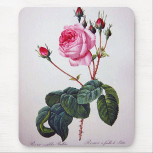 Rosenblüte, Pierre Joseph Redouté Mousepad