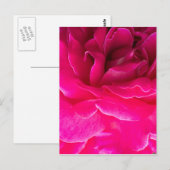 Rosenblüte Postkarte (Vorne/Hinten)