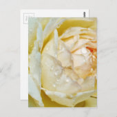 Rosenblüten auf Champagner Blush Weiße Rose Postkarte (Vorne/Hinten)