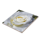 Rosenblüten aus Single Fliese (Seite)