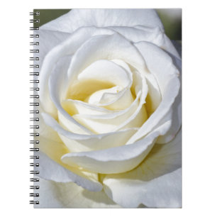 Rosenblüten aus Single Notizblock