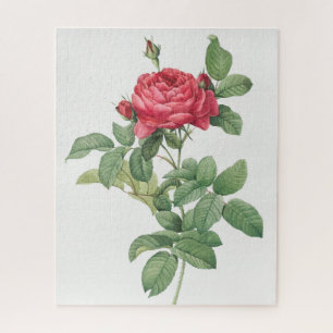 Rosenblüten-Blume Vintage alte Illustration Puzzle