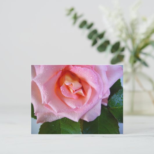 Rosenblüten Weinberge Liebe Frieden Wassertropfen Postkarte (Stehend Vorderseite)