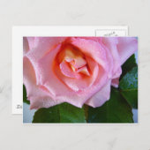 Rosenblüten Weinberge Liebe Frieden Wassertropfen Postkarte (Vorne/Hinten)