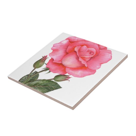 Rosenbotanische Illustration Fliese (Seite)