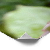 Rosenbud im Regen Poster (Ecke)