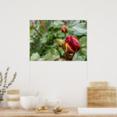 Rosenbud im Regen Poster (Küche)