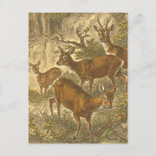 Rosenfamilie - Hirsche im Wald Postkarte
