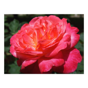 Rosenfotografie Große Rosa Rote Rose Floral Fotodruck