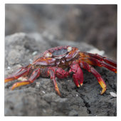 Rosengarbe Fliese (Vorderseite)