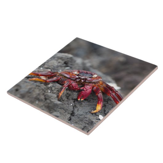 Rosengarbe Fliese (Seite)