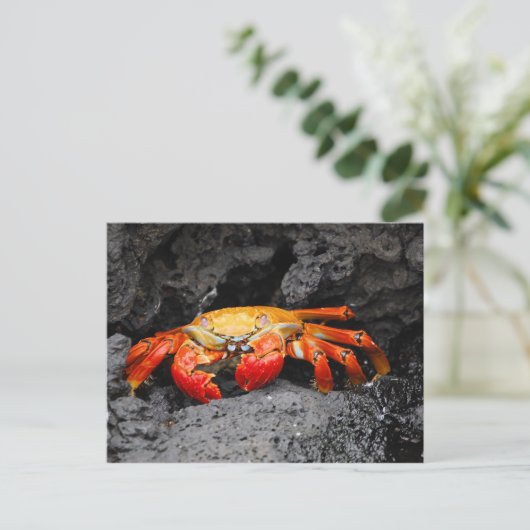 Rosengarbe (Grapsus grapsus) Postkarte (Stehend Vorderseite)