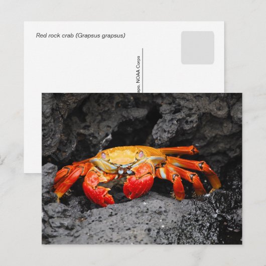 Rosengarbe (Grapsus grapsus) Postkarte (Vorne/Hinten)