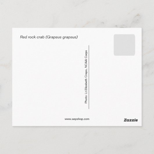 Rosengarbe (Grapsus grapsus) Postkarte (Rückseite)