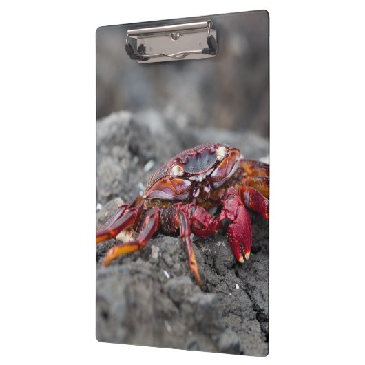 Rosengarbe Klemmbrett (Links)