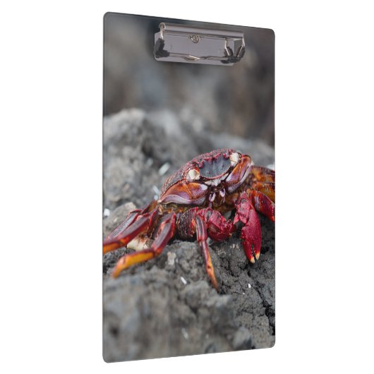 Rosengarbe Klemmbrett (Rechts)