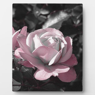 Rosengarten Fotoplatte