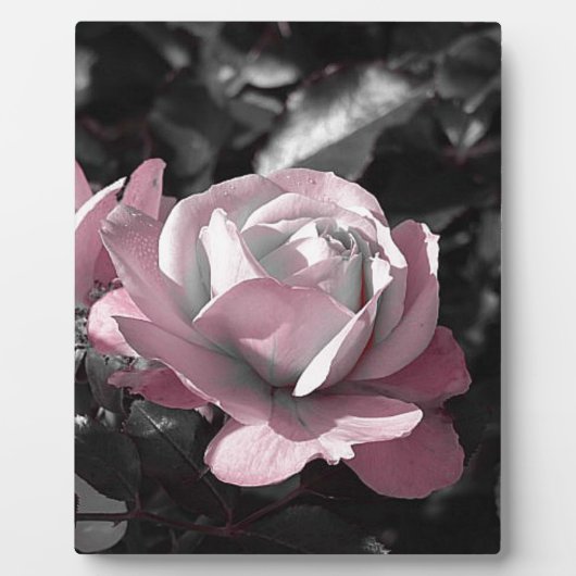 Rosengarten Fotoplatte (Vorderseite)