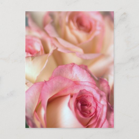 Rosengeschenk Postkarte (Vorderseite)