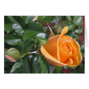 Rosenknospe