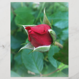Rosenknospe