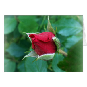 Rosenknospe