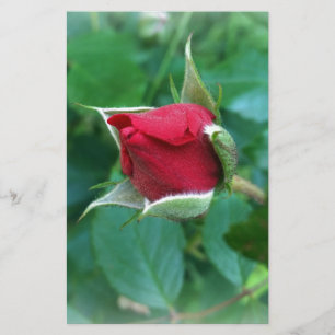 Rosenknospe