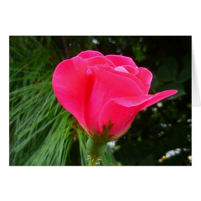 Rosenknospe auf Green (Vorderseite (Horizontal))