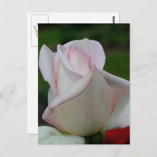 Rosenknospe-Blume in blassrosa Postkarte (Vorne/Hinten)