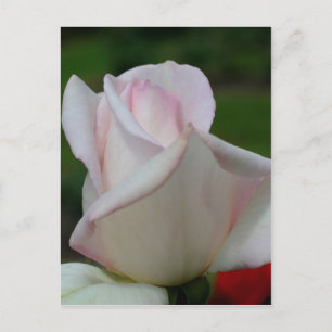 Rosenknospe-Blume in blassrosa Postkarte