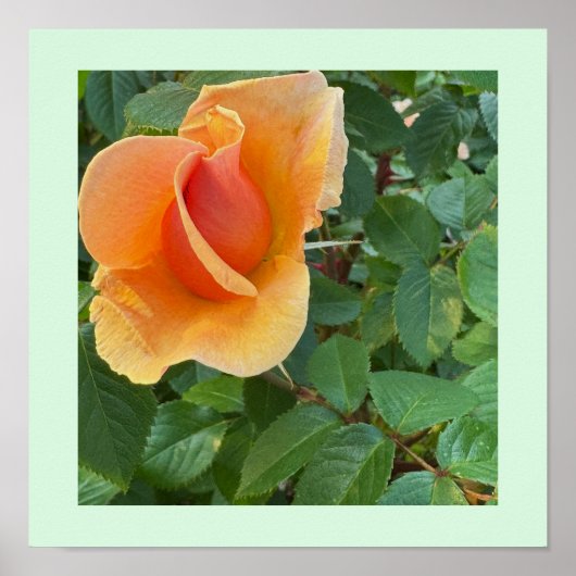 Rosenknospe Foto Poster (Vorne)